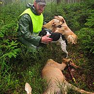 Beater with shot roe deer (Capreolus capreolus) and hunting dogs in forest in the Ardennes, Belgium