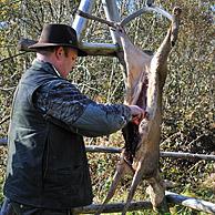 Gutting / Field dressing of roe deer by hunter with knife in the Ardennes, Belgium