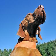 Vizsla hunting dog in the Ardennes, Belgium