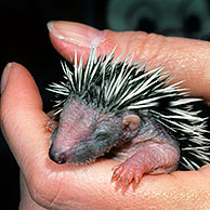 Orphaned one-week-old Hedgehog baby (Erinaceus europaeus) in hand, Belgium