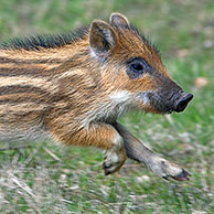 Wild boar piglets (Sus scrofa) under pine tree in forest, Germany