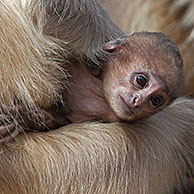 Gray langur / Hanuman langur (Semnopithecus entellus) with baby in the Ranthambore National Park, Sawai Madhopur, Rajasthan, India