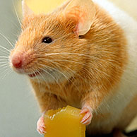 Golden Hamster (Mesocricetus auratus) eating cheese