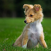 Shetland Sheepdog / collie pup (Canis lupus familiaris) in garden