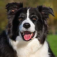 Border Collie (Canis lupus familiaris) in garden