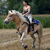 Girl riding a Haflinger / Avelignese horse (Equus caballus) in field, Belgium