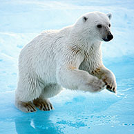 Polar bear (Ursus maritimus) on ice floe, Svalbard, Norway