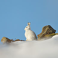 Mountain hare (Lepus timidus), in the snow in winter, Cairngorms, Scotland, UK.
For sale only in Belgium and Germany