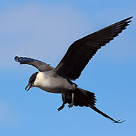 Long-tailed skua (Stercorarius longicaudus), adult bird in flight, Sweden