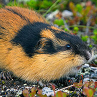 Norway lemming (Lemmus lemmus) on the tundra, Lapland, Sweden