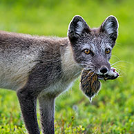 Arctic fox (Vulpes lagopus / Alopex lagopus) with caught Norway lemming (Lemmus lemmus) in mouth on the tundra, Lapland, Sweden