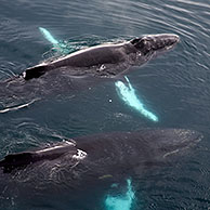 Humpback whales (Megaptera novaeangliae) surfacing at Wilhelmina Bay, Antarctica