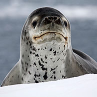 Leopard seal / sea leopard (Hydrurga leptonyx) in Paradise Bay, Antarctica