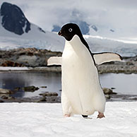 Adélie Penguin (Pygoscelis adeliae) and sailing ship, Petermann Island, Antarctica