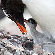 Gentoo Penguin (Pygoscelis papua) with chick and egg in nest in rookery at Port Lockroy, Antarctica