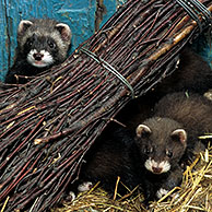 Young European polecats (Mustela putorius) in barn among hay, Belgium 