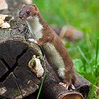 Ermine / stoat (Mustela erminea) hunting in forest, Germany