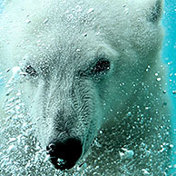 Polar bear (Ursus maritimus) swimming underwater and blowing air bubbles