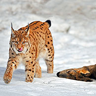 Eurasian lynx (Lynx lynx) dragging killed roe deer in the snow in winter, Bavarian Forest, Germany 