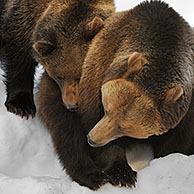 Eurasian brown bear (Ursus arctos arctos) female with two two-year-old cubs in the snow in winter, Bavarian Forest National Park, Germany