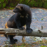 Wolverine (Gulo gulo) on the subarctic tundra in Sweden, Scandinavia