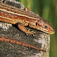 Viviparous lizard (Lacerta vivipara / Zootoca vivipara) sunning on post, Belgium