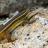 Large psammodromus / Lizard (Psammodromus algirus) on rock, Extremadura, Spain