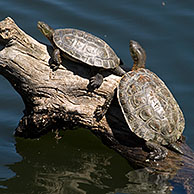 Spanish terrapins / Mediterranean pond turtles (Mauremys leprosa) basking in the sun on log in lake, Extremadura, Spain 