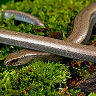 Slow worm / slow-worm / slowworm (Anguis fragilis) in a forest of the Morvan, France
