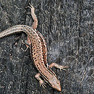 Common wall lizard (Podarcis / Lacerta muralis) sunning on burned wood, La Brenne, France