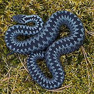 Common European Adder (Vipera berus) curled up in striking pose, grey color phase, Sweden