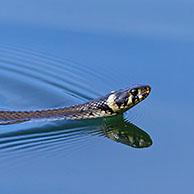 Grass snake / ringed snake / water snake (Natrix natrix) swimming in lake