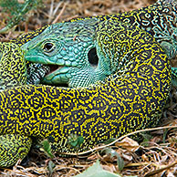 Ocellated lizards (Lacerta lepida) mating, Sierra de Gredos, Spain