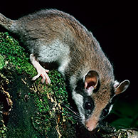 Garden dormouse (Eliomys quercinus) hibernating in forest, Europe