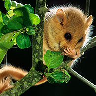 Common dormouse (Muscardinus avellanarius) foraging for hazelnuts, Belgium