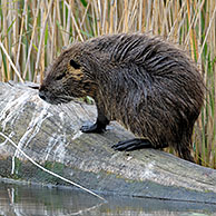 Coypu / nutria (Myocastor coypus) on log in reedbed, La Brenne, France. Originally native to South America