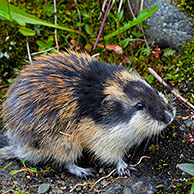 Norway lemming (Lemmus lemmus) on the tundra, Lapland, Sweden
