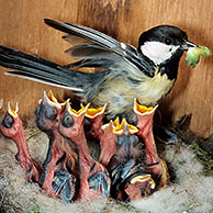 Great tit (Parus major) entering nestbox with caterpillar for chicks, Belgium
