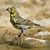 European Serin (Serinus serinus) drinking water from puddle, Spain