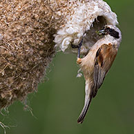 European Penduline Tit (Remiz pendulinus) building nest in tree, Germany