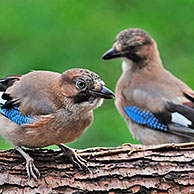 Two Eurasian Jays (Garrulus glandarius) perched on tree trunk in forest, Belgium