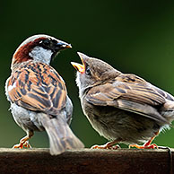 Male Common / House sparrow (Passer domesticus) feeding juveniles on garden fence, Belgium