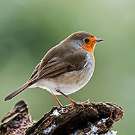 European Robin (Erithacus rubecula) perched on tree stump in forest in the snow in winter