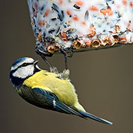 Blue tit (Parus caeruleus) on bird feeder in winter