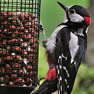 Great Spotted Woodpecker / Greater Spotted Woodpecker (Dendrocopos major) male eating peanuts from bird feeder in garden, Belgium