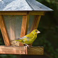 European Greenfinch (Carduelis chloris) feeding from bird feeder in garden, Belgium