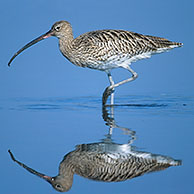 Curlew (Numenius arquata) foraging in shallow water of salt marsh, Belgium