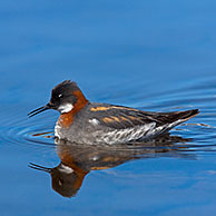 Red-necked Phalarope (Phalaropus lobatus) adult female swimming in breeding plumage, Sweden