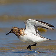 Sanderling (Calidris alba / Crocethia alba / Erolia alba) wading in shallow water along beach, Wadden Sea, Germany