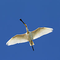 Eurasian Spoonbill / Common Spoonbill (Platalea leucorodia) flock in flight, Wadden Sea, Germany